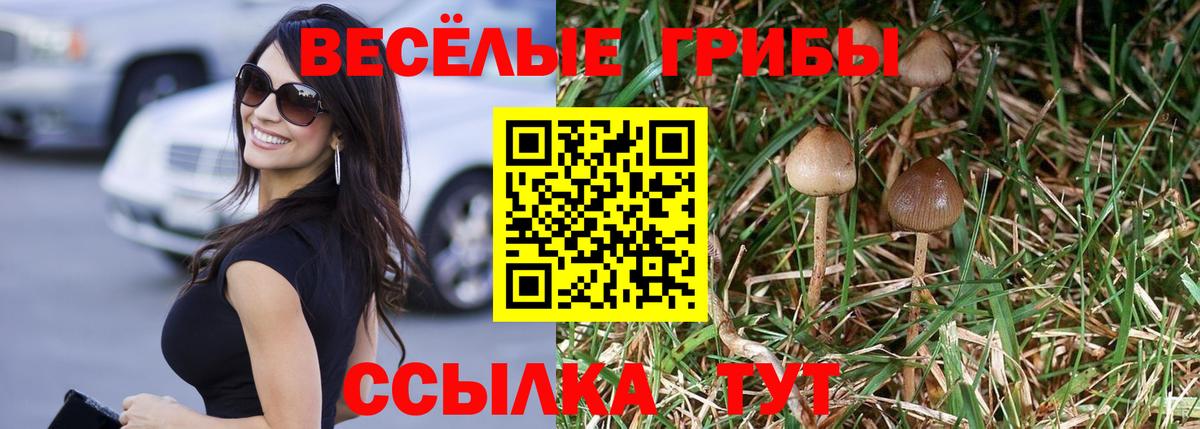 Курск  Галлюциногенные грибы Psilocybe  Вход с VPN 